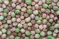 Tropaeolum - Capsules de graines de capucine - Septembre