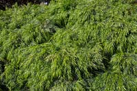 Acacia cognata 'Bower Beauty', petit arbuste au feuillage pleureur vert lime doux.