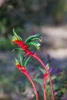 Anigozanthos manglesii, patte de kangourou rouge et verte, fleurs rouges, vertes et jaunes, tenues sur des tiges velues rouges.