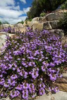 Aémula de Scaevola 'Purple Fanfare', fleur d'éventail recouverte de fleurs en forme d'éventail violet.