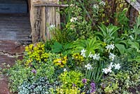 Jonquilles blanches, Lamium, Helleborus, Euonymus, Euphorbia et Viburnum. Le jardin du bûcheron, RHS Malvern Spring Festival 2016. Conception: Mark Walker