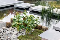 Tremplins sur un étang avec des pierres et un buisson de pivoine. Une réflexion japonaise, RHS Malvern Spring Festival 2016. Conception: Peter Dowle et Richard Jasper, Howle Hill Nursery