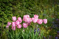 Tulipa 'Caresse' dans The UCARE Garden, RHS Malvern Spring Festival 2016. Design: Emily Sharpe, Garden Stories.