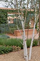 Betula utilis 'Jaquemontii' poussant dans une zone de gravier avec vue sur la plantation de murs verticaux dans une construction à lattes de bois. La salle verte, RHS Tatton Flower Show 2011, Cheshire