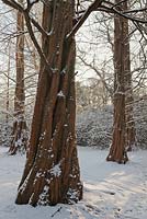 Metasequoia glyptostoboides dans la neige - séquoia à l'aube
