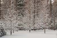 Metasequoia glyptostoboides gaules dans la neige - séquoia à l'aube