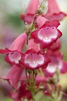 Penstemon 'Pensham Amelia Jayne' - langue de barbe