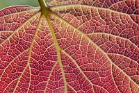 Catalpa bignonioides purpurea nervures des feuilles - arbre de haricot indien