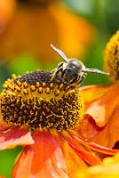 Abeille à miel britannique - apis mellifera, se nourrissant d'héléniums 'Sahins Early Flowerer '