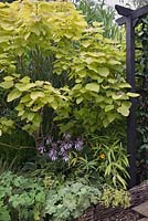 Catalpa bignonioides 'Aurea' avec hosta panaché de fleurs, alchemilla mollis et arundinaria auricoma à côté d'arche peinte en noir, Cheshire