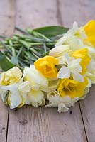 Fleurs fraîches coupées de Narcisse 'Pueblo' et 'Rippling Waters' avec Tulipa 'Sun King' et 'Purissima' sur une table