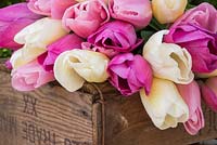 Tulipa 'Atilla', 'Catherina' et 'Rosalie' sur une caisse