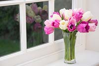 Tulipe 'Attila', 'Catherina' et 'Rosalie' dans un vase sur rebord de fenêtre