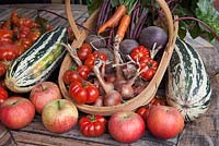 Temps de récolte, tomate 'Costoluto Fiorentino', moelle 'Safari', betterave 'Red Ace', échalotes, pommes 'James Grieve' et 'Discovery, dans un trug'