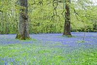 Bluebells au Parc Lye. Enys Garden, St Gluvias, Penryn, Cornwall, UK