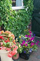Collection de pots avec de tendres plantes annuelles Begonia, Petunia, Lobelia et Passiflora caerulea grimpant sur un mur de briques adjacent