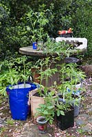 Une variété de pots recyclés utilisés pour cultiver des plants de tomates