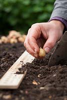 Planter des jeux d'oignons dans le sol à l'aide d'une règle pour mesurer les espaces