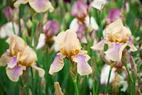 Iris 'Benton Olive '. Collection nationale de Sir Cedric Morris Irises conçue par Sarah Cook en collaboration avec Howard Nurseries. Affichage dans le Grand Marquee. Médaillé d'or. RHS Chelsea Flower Show 2015