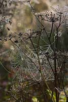 Toiles d'araignée Orb Web