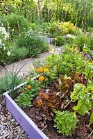 Jardin biologique avec bordures végétales en relief. Lactuca sativa 'Red Oak Leaf', soucis, betteraves.