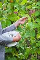 Femme cueillant Phaseolus coccineus - haricots verts cultivés en bordure de légumes surélevés