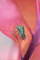 Palomena prasina sur feuille Cotinus 'Grace' - bug bouclier - novembre