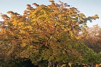 Magnolia kobus en automne contre le ciel bleu - novembre, Cheshire