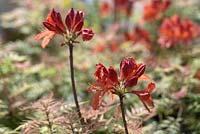 Rhododendron 'Koster's Brilliant Red' et Sorbaria sorbifolia 'Sem'