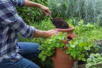 Ajouter plus de compost au bac à fraises en terre cuite