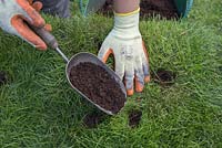 Remplissez les trous de plantation avec du compost