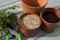 Fin de l'été, début de l'automne boutures de roses. Prenez des boutures nodales et plantez le bord rond du pot en terre cuite dans un mélange de compost et de vermiculite.