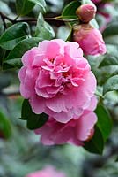 Camellia x Williamsii 'Jury Elsie'