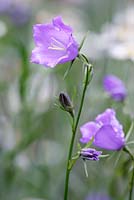 Campanule moyenne, juin, Suffolk