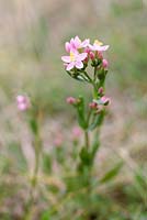 Centaurium erythraea Rafn., Août, Sizewell beach Suffolk