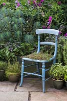 Une chaise bleue recyclée plantée de Thymus praecox - Thym rampant rouge
