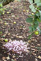 Cyclamen hederifolium poussant parmi les pommes exceptionnelles dans un verger