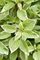 Ocimum x africanum 'Perpetuo', basilic Pesto Perpetuo, a des feuilles panachées crémeuses et une grande port dressée. Fortement aromatique.