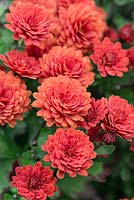 Chrysanthème 'Ray's Red', une plante vivace compacte à petites fleurs de pompon.