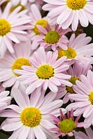 Chrysanthème 'Innocence', une plante vivace très rustique, produisant une profusion de fleurs rose pâle brumeux, octobre.
