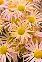 Chrysanthemum 'Mary Stoker, une variété rustique rubellum dont les fleurs roses s'intensifient avec l'âge, octobre.