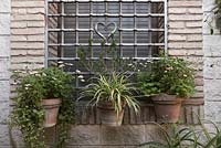 Chlorophytum comosum 'Variegatum' poussant dans de vieux pots en terre cuite sur fenêtre avec grille design coeur, Cordoue, Espagne