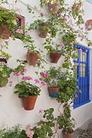 Pelargoniums dans des pots en terre cuite sur mur blanc avec porte peinte en bleu, Cordoue, Espagne.