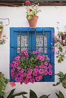 Pétunia et pélargoniums dans des pots en terre cuite sur mur blanc avec fenêtre peinte en bleu. Cordoue, Espagne.