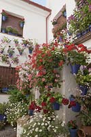 Pélargoniums et pétunias en pots peints en bleu sur les murs de la maison blanche dans le coin du jardin de la cour, Cordoue, Espagne
