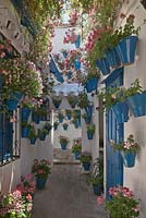 Pélargoniums et pétunias dans des pots peints en bleu sur les murs de la maison blanche dans le jardin de la cour, Cordoue, Espagne
