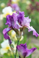 Iris 'Lorilee', un grand iris barbu avec des pétales et des chutes couleur lavande, s'assombrissant vers des bords légèrement ébouriffés. Barbe dorée. Fleurs de mai.