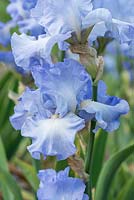 Iris 'Joyful Skies', un grand iris barbu portant des pétales bleu azur aux bords ondulés ondulés. Vigoureux, avec beaucoup de bourgeons par tige. Fleurs de mai.