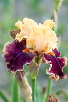 Iris 'Decadence', un grand iris barbu aux pétales frisés d'abricot, aux chutes magenta foncé et à la barbe orange. Fleurs de mai.