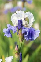 Iris 'Stairway to Heaven', un iris barbu aux pétales blanc crème teinté de lavande, de chutes bleu lavande profondes et de barbes blanches juste effleurées de jaune.